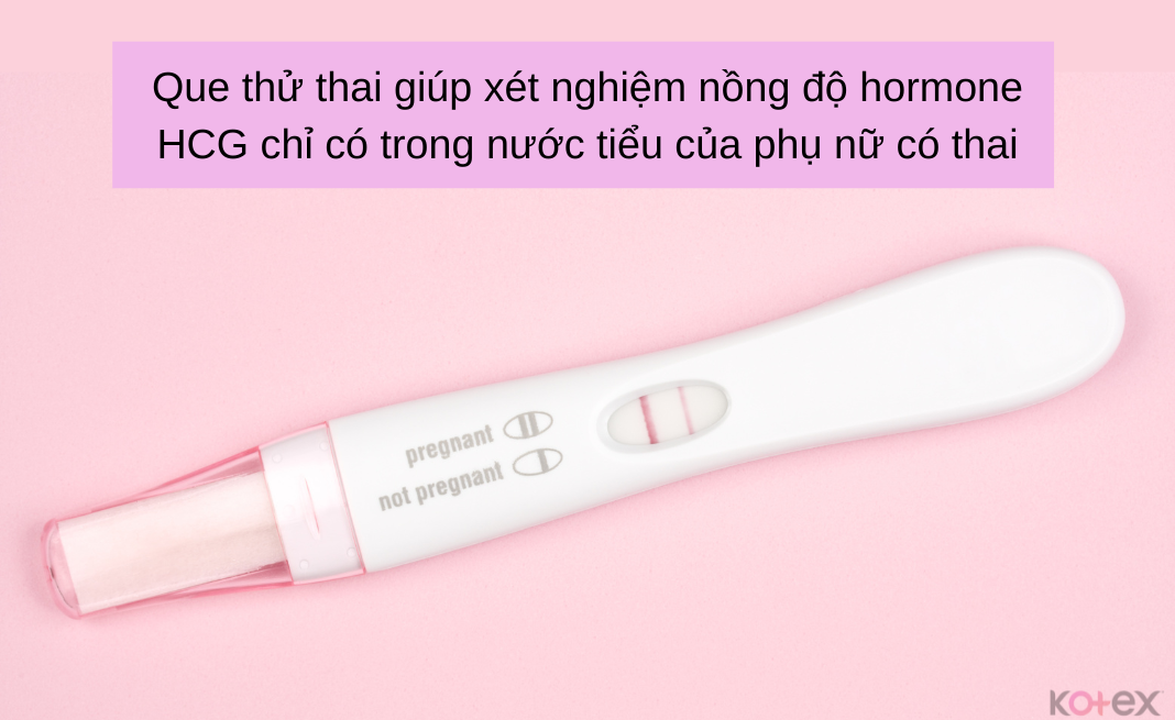 Que thử thai giúp xét nghiệm nồng độ hormone HCG chỉ có trong nước tiểu của phụ nữ có thai