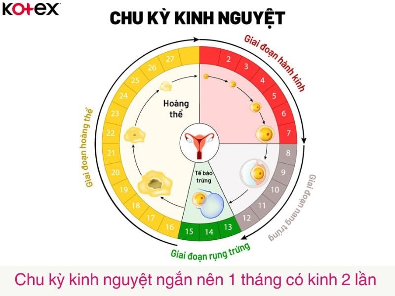 1 tháng có kinh 2 lần