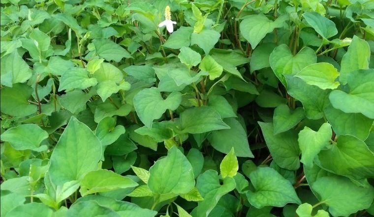 cách chữa kinh nguyệt màu đen