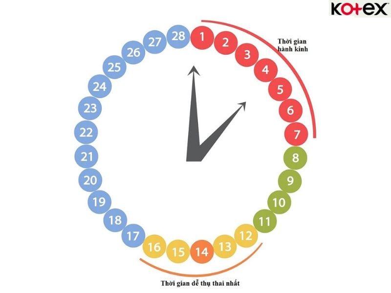cách tính chu kỳ kinh nguyệt