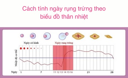 cách tính ngày rụng trứng