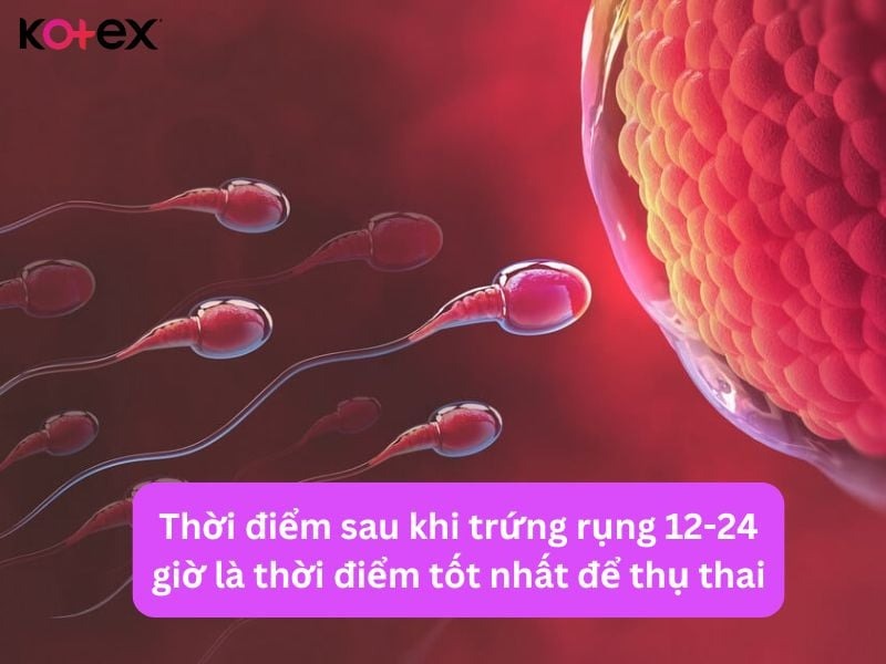 cách tính ngày rụng trứng là gì và 8 biểu hiện rụng trứng