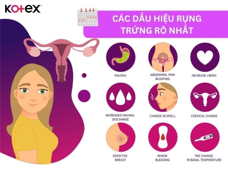 cách tính ngày rụng trứng là gì và 8 biểu hiện rụng trứng
