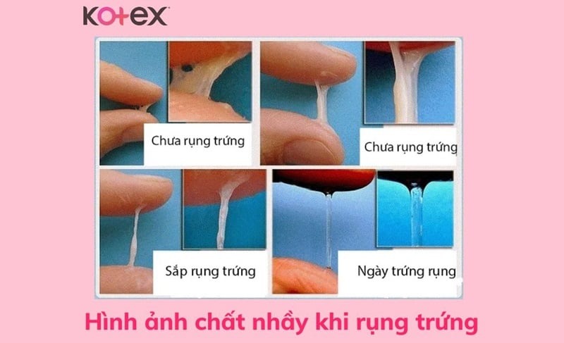 cách tính ngày rụng trứng là gì và 8 biểu hiện rụng trứng