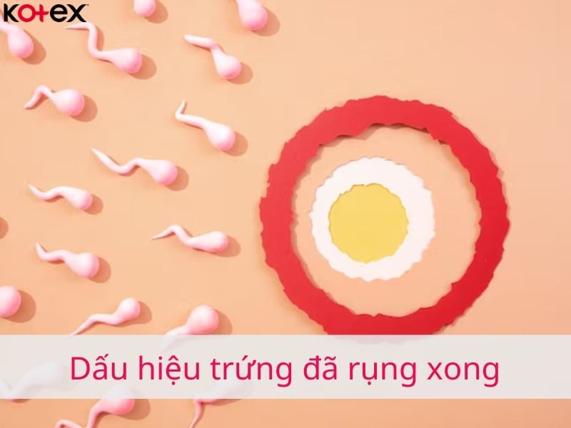 cách tính ngày rụng trứng là gì và 8 biểu hiện rụng trứng