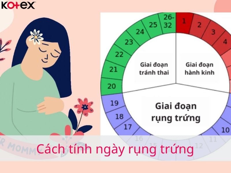 cách tính ngày rụng trứng là gì và 8 biểu hiện rụng trứng