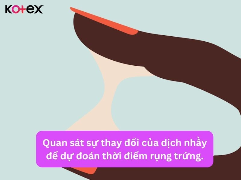 cách tính ngày rụng trứng là gì và 8 biểu hiện rụng trứng