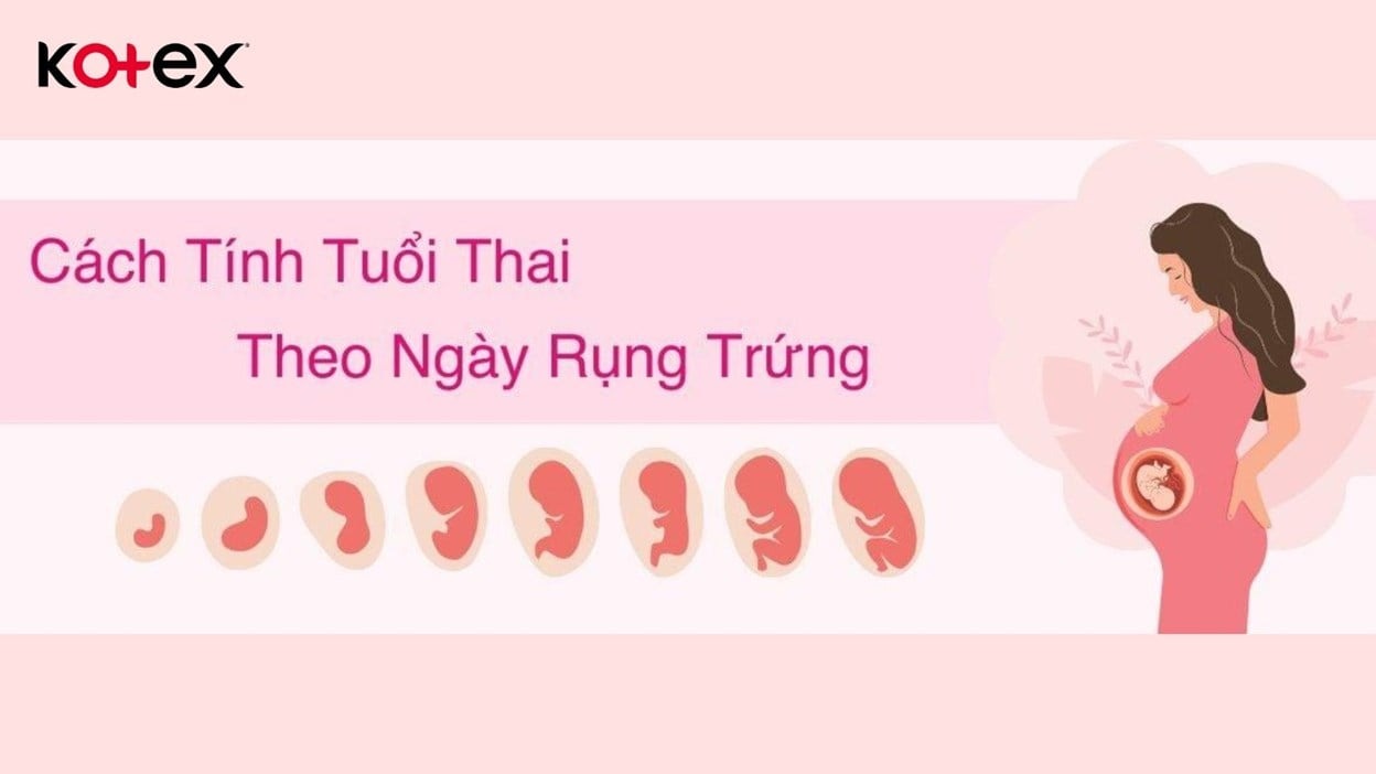 Tính Tuổi Thai Dựa Vào Ngày Rụng Trứng: Hướng Dẫn Chi Tiết và Chính Xác