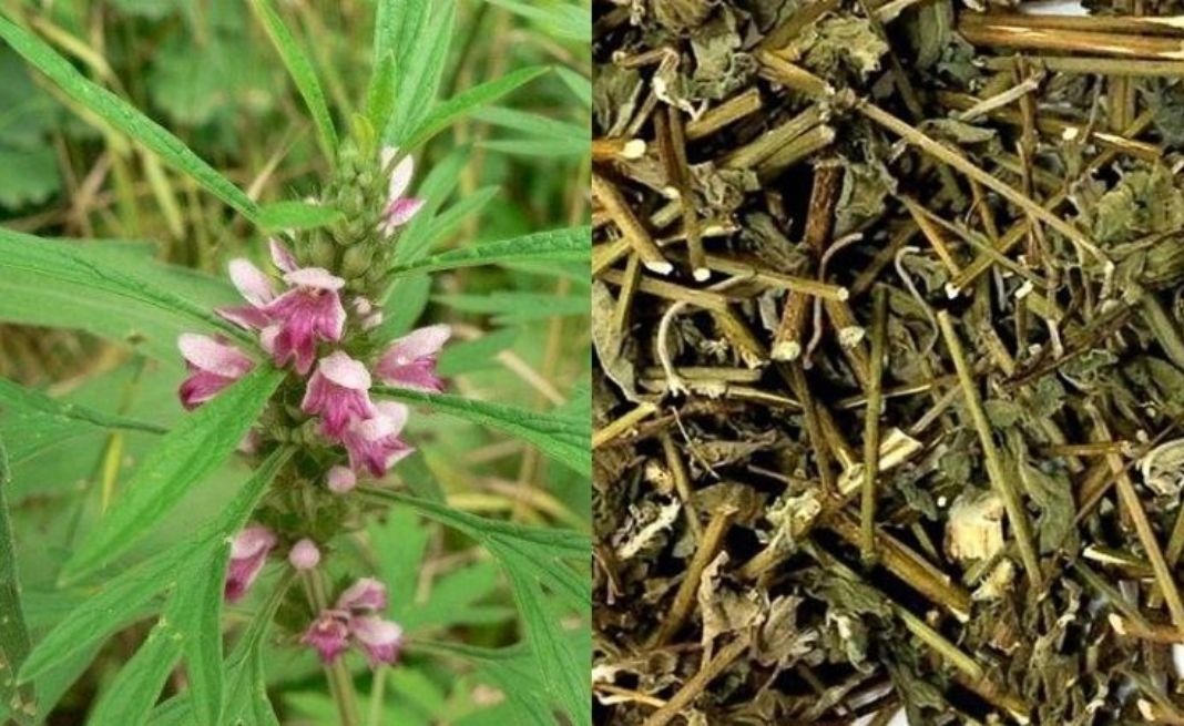 cao ích mẫu có tác dụng gì có nên uống cao ích mẫu khi có kinh