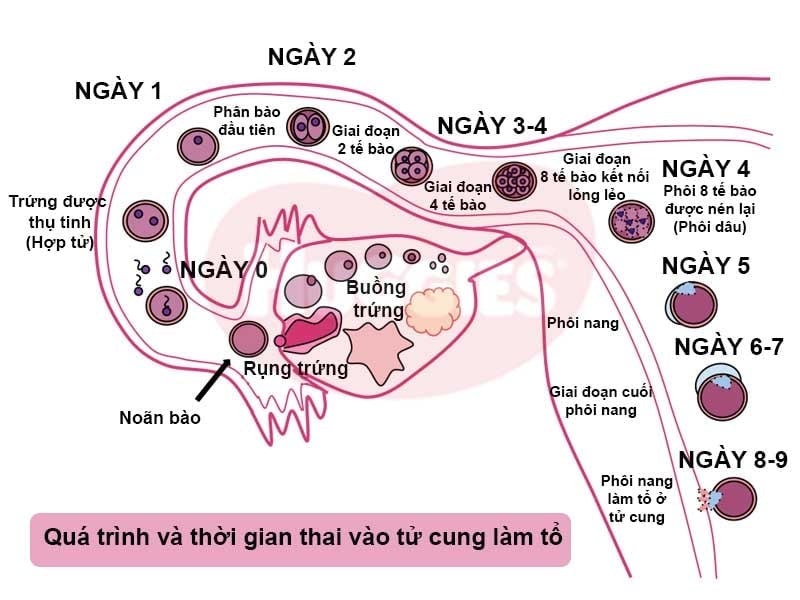 chậm kinh 3 ngày thử que 1 vạch là hiện tượng gì