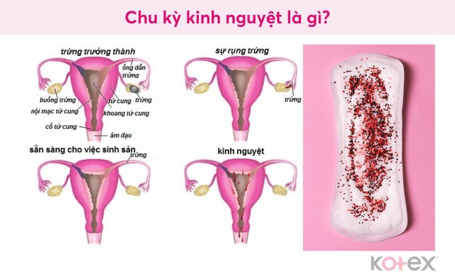 chu kỳ kinh nguyệt