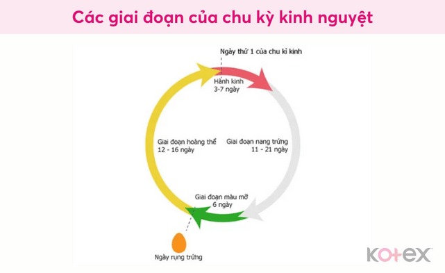 chu kỳ kinh nguyệt
