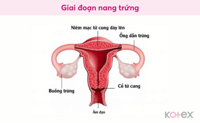 chu kỳ kinh nguyệt