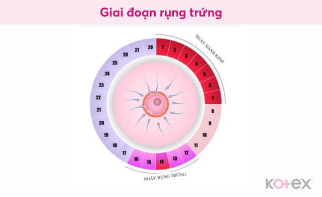 chu kỳ kinh nguyệt