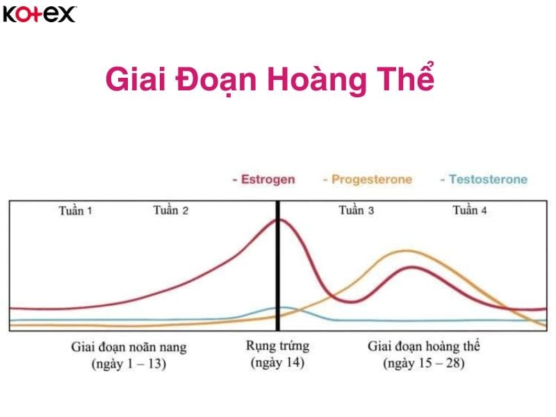 chu kỳ kinh nguyệt