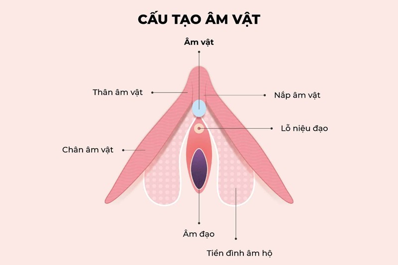 dùng cốc nguyệt san đi vệ sinh như thế nào