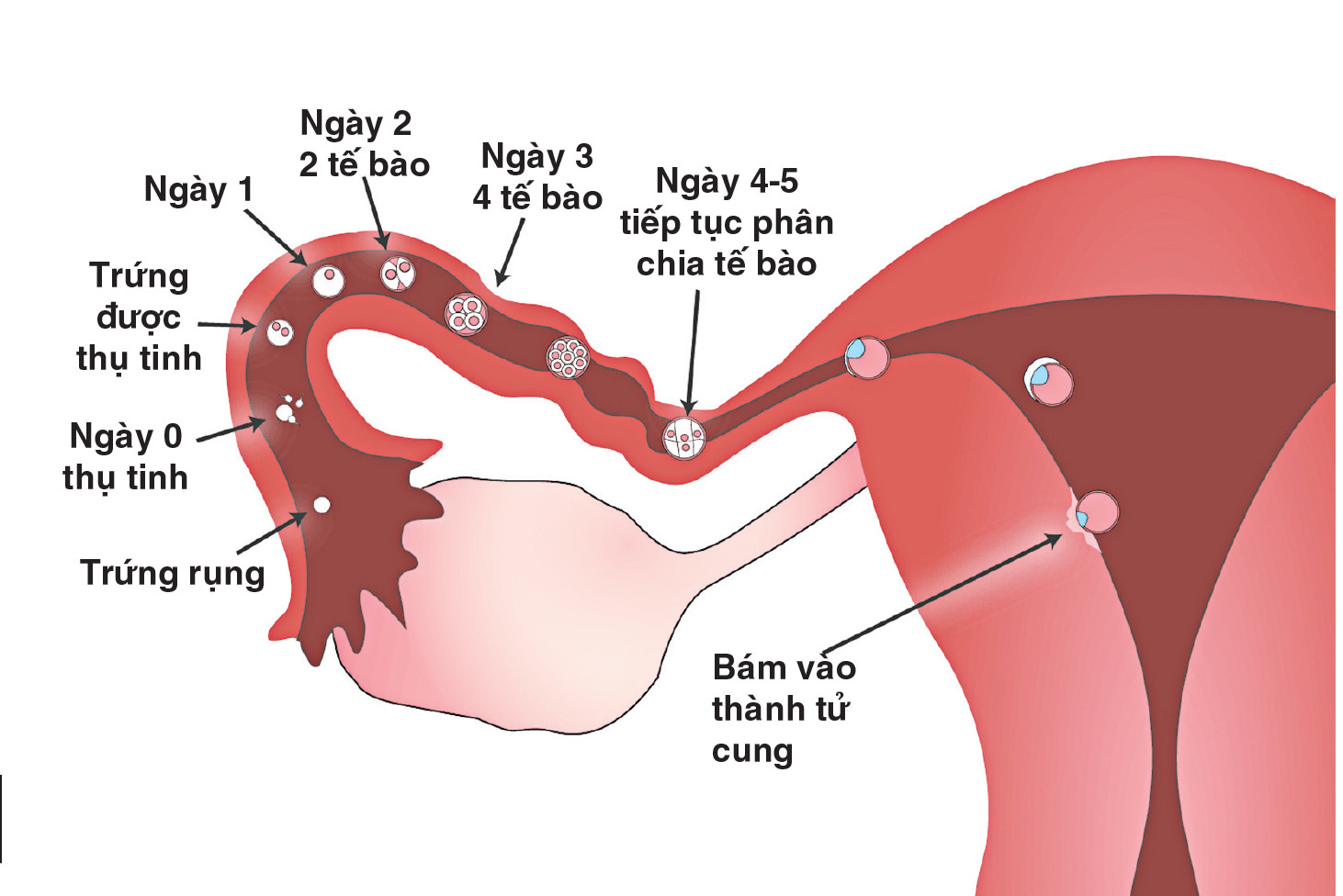 gần tới ngày kinh nguyệt quan hệ có sao không