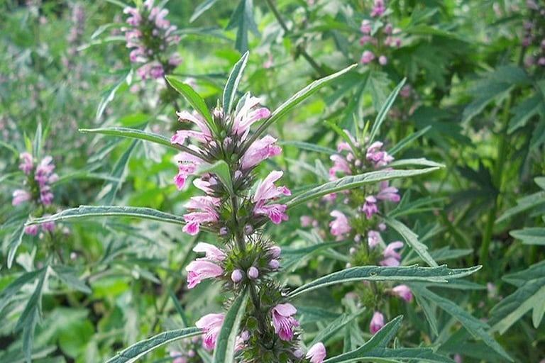 mẹo vặt chữa rong kinh