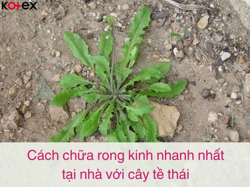 mẹo vặt chữa rong kinh