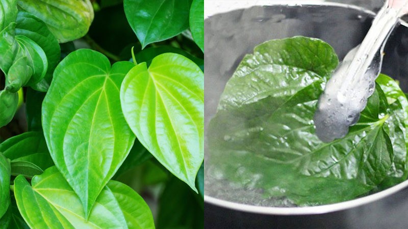 ngày đèn đỏ có nên rửa bằng lá trầu không
