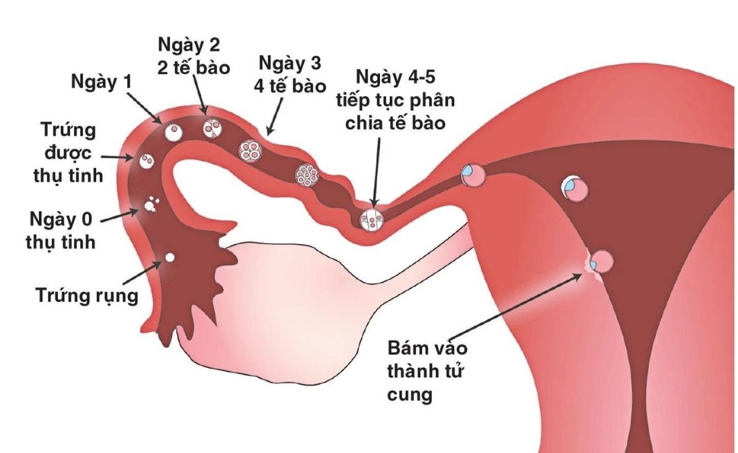 quan hệ bao lâu thì biết có thai