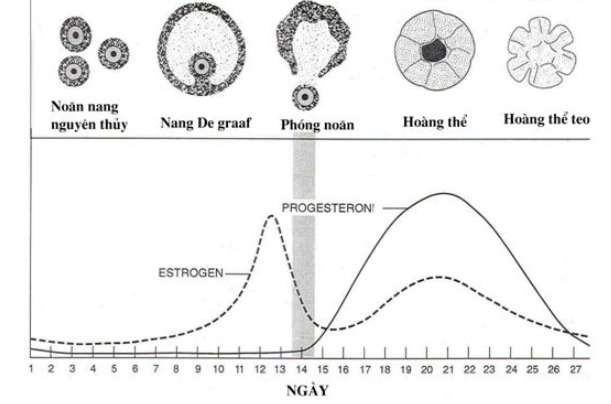 sinh lý kinh nguyệt