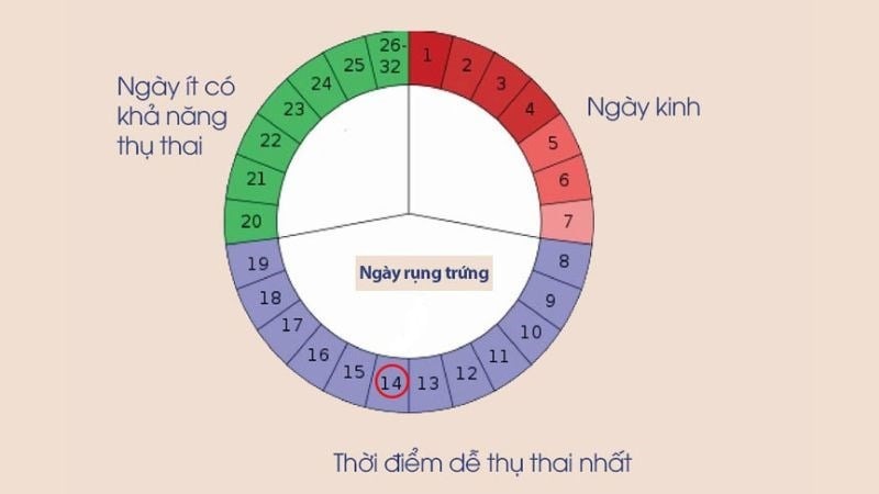 trứng rụng ở trong tử cung
