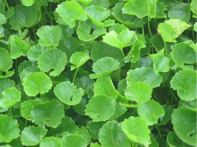 uống rau má để ra kinh nguyệt