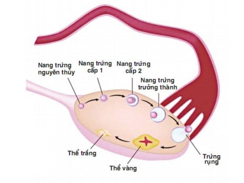 có kinh nguyệt sau khi quan hệ có thai không