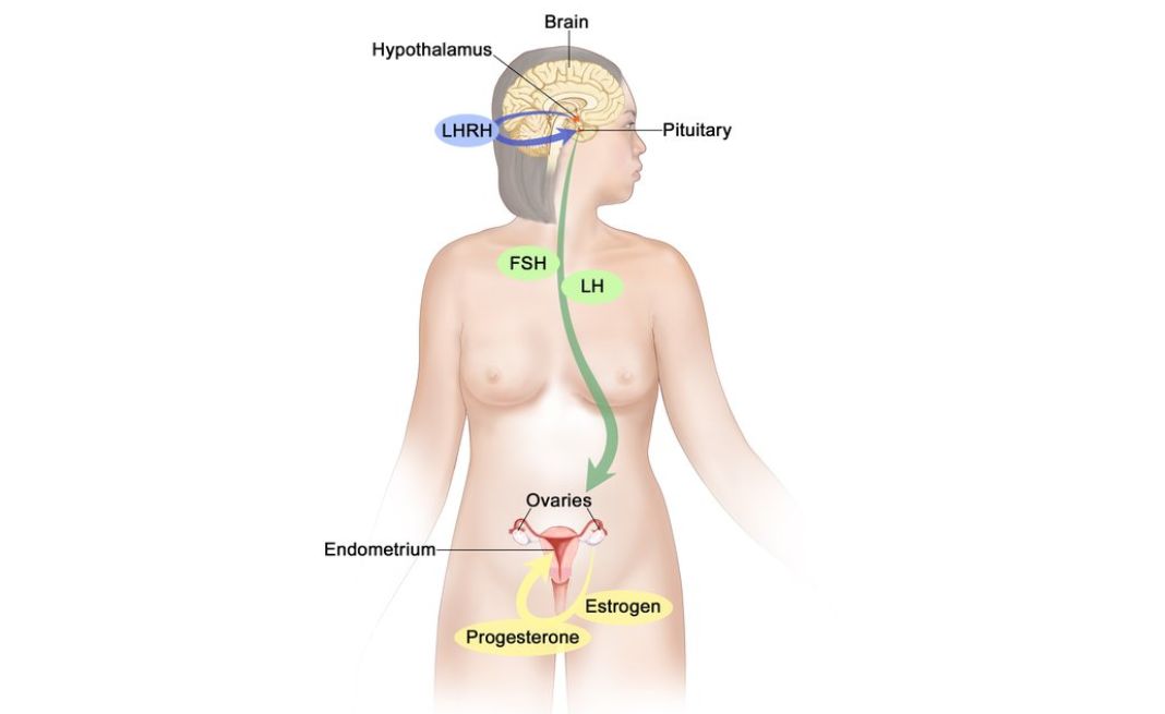 nội tiết tố nữ là gì