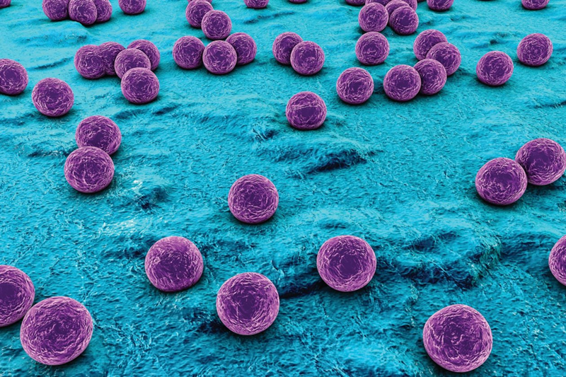 Nguyên nhân gây ra Hội chứng sốc nhiễm độc là vi khuẩn Staphylococcus Aureus