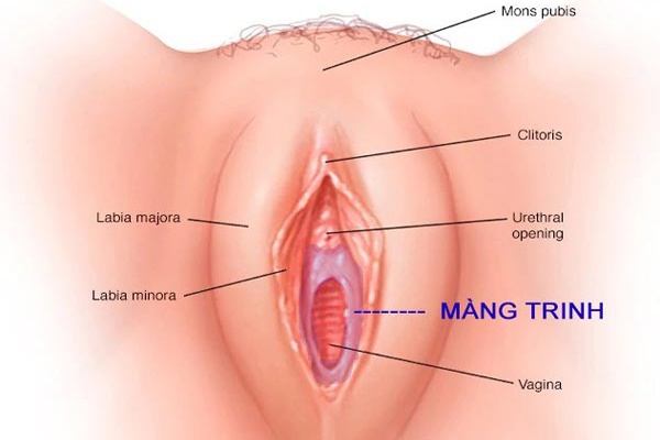 Màng trinh bạch là 1 trong màng mỏng manh ở trong cơ quan sinh dục nữ, cơ hội cửa ngõ cơ quan sinh dục nữ khoảng tầm 2-3 cm