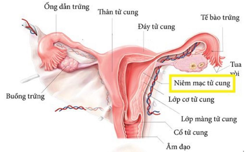 Những bất thường về cấu trúc của buồng trứng và tử cung có thể gây nên tình trạng chảy máu bất thường