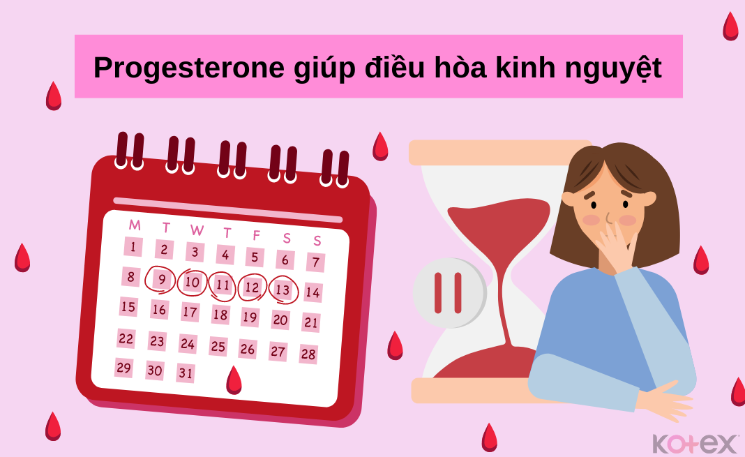 Progesterone có chức năng điều hòa kinh nguyệt ở nữ giới