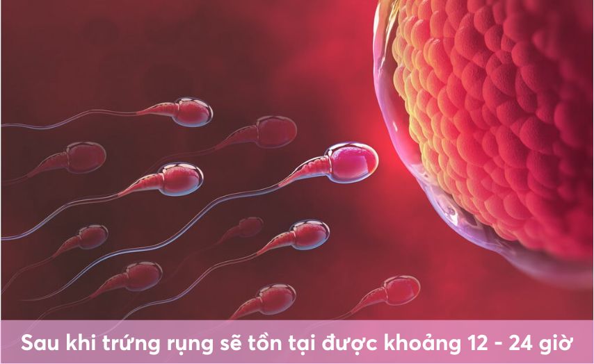 Nếu trứng gặp được tinh trùng và thụ thai thành công thì sẽ hình thành phôi thai