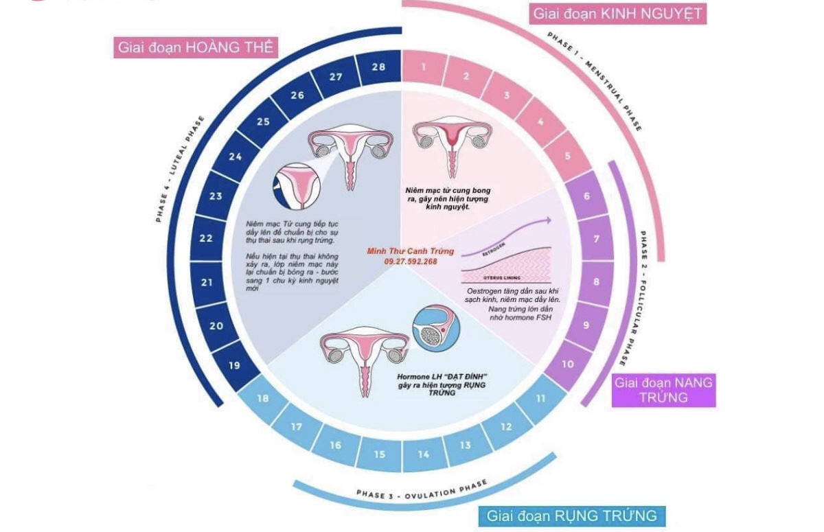 Quá trình sinh lý kinh nguyệt ở nữ giới được trải qua nhiều giai đoạn khác nhau