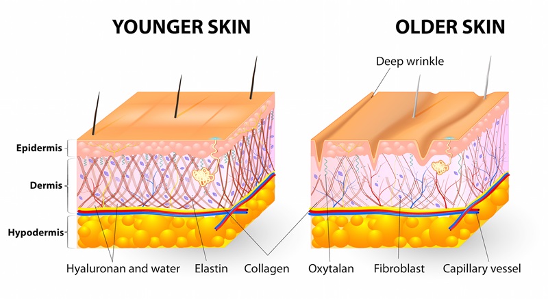 Collagen trong cơ thể